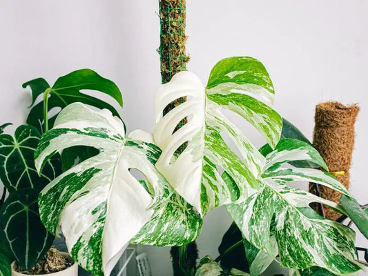 How to Tell the Difference Between Real and Fake Variegated Plants