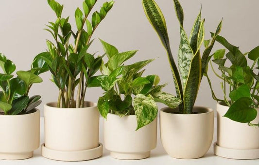 3 Plants Suitable for the Bedroom