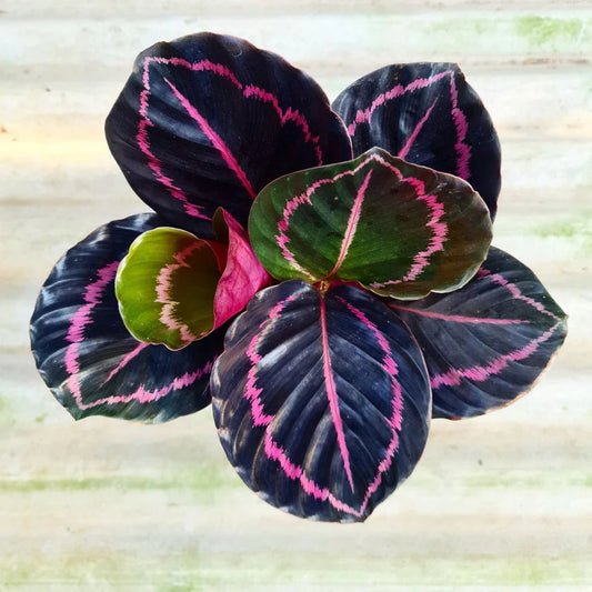 Meet Calathea: The Queen of Leaf Patterns