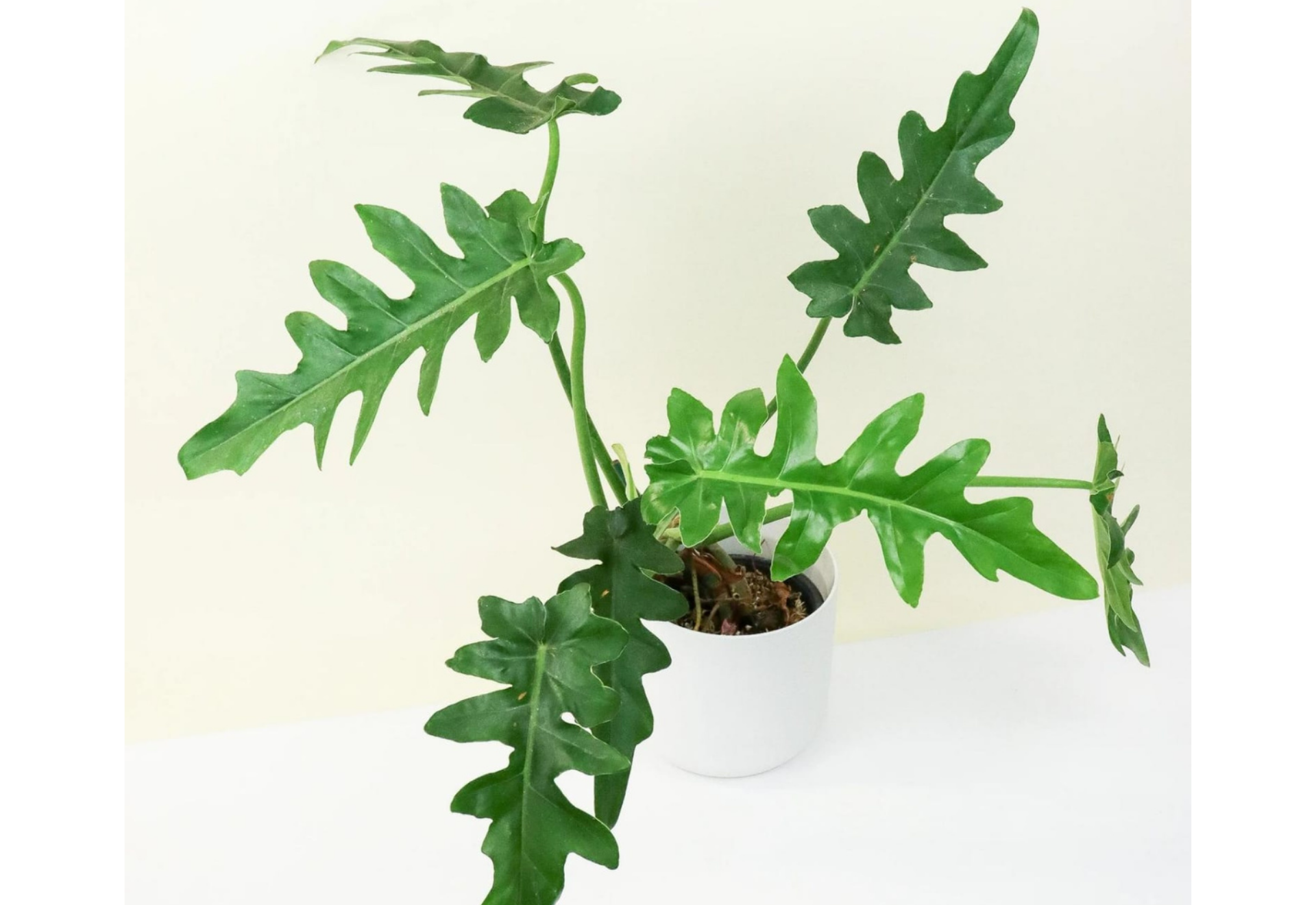philodendron bobcee Philodendron Bob Cee