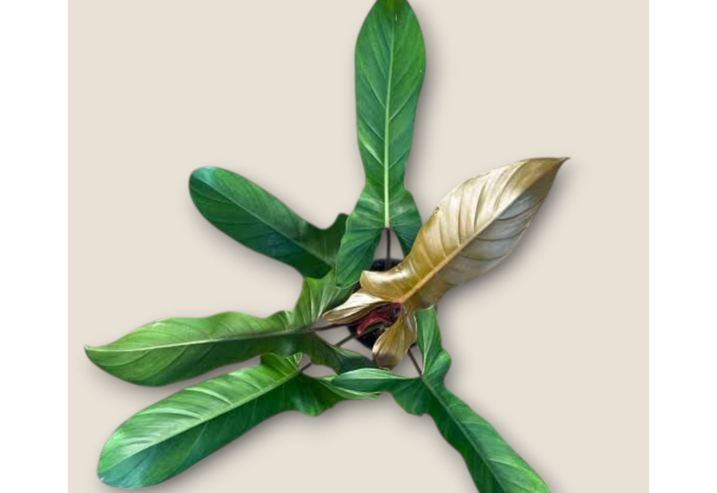 Philodendron Florida Bronze Tropical Plants ORAMICIN