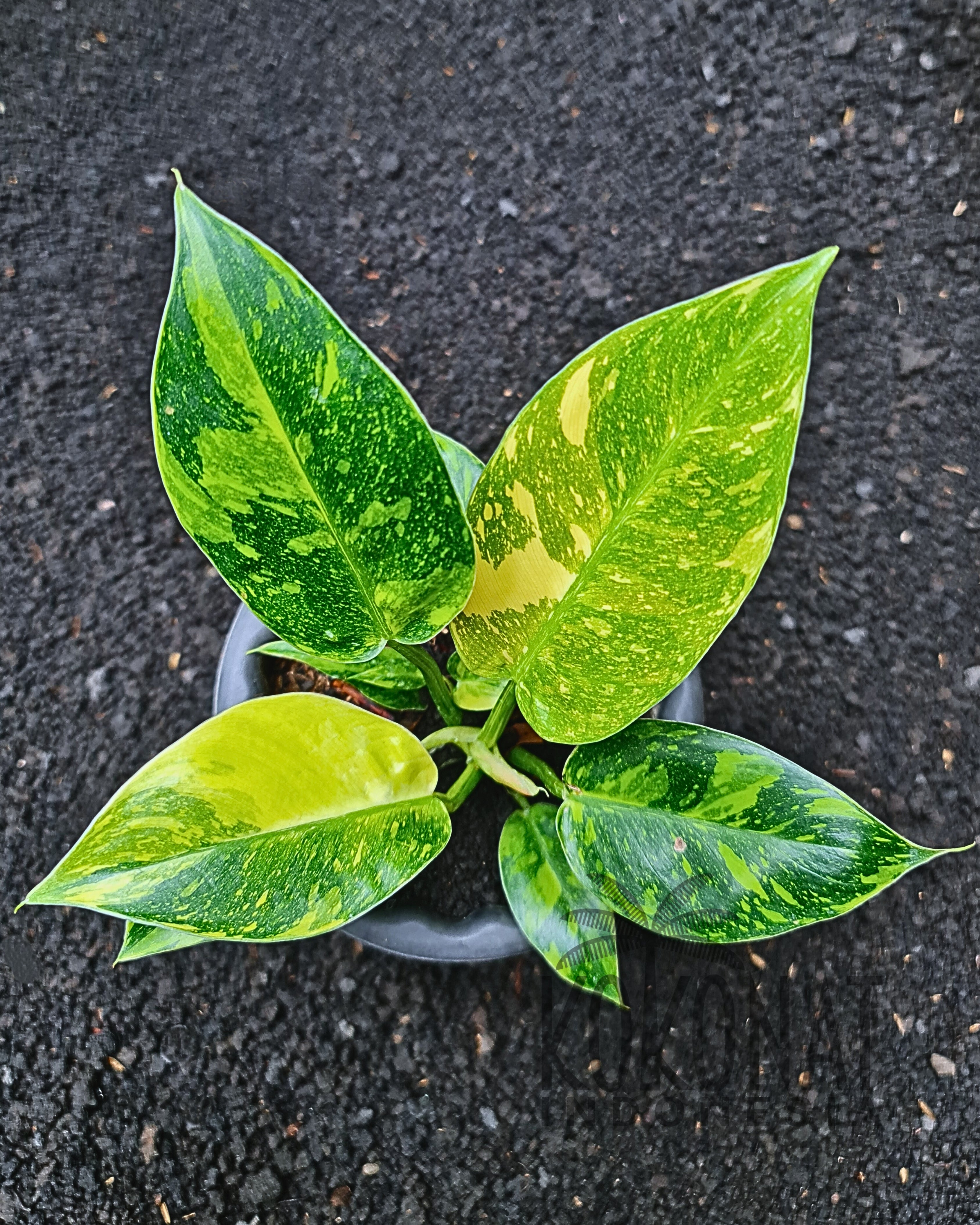 philodendron green congo Philodendron Green Congo Marble