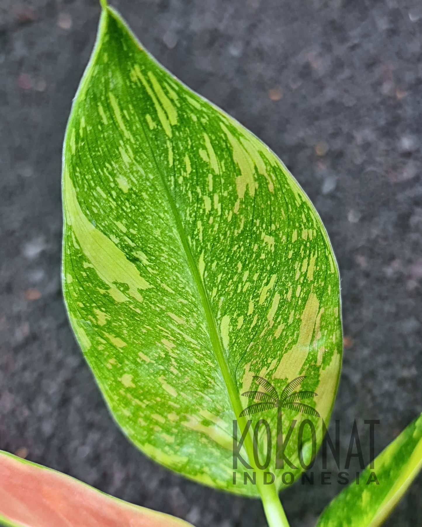 Philodendron Green Congo Marble
