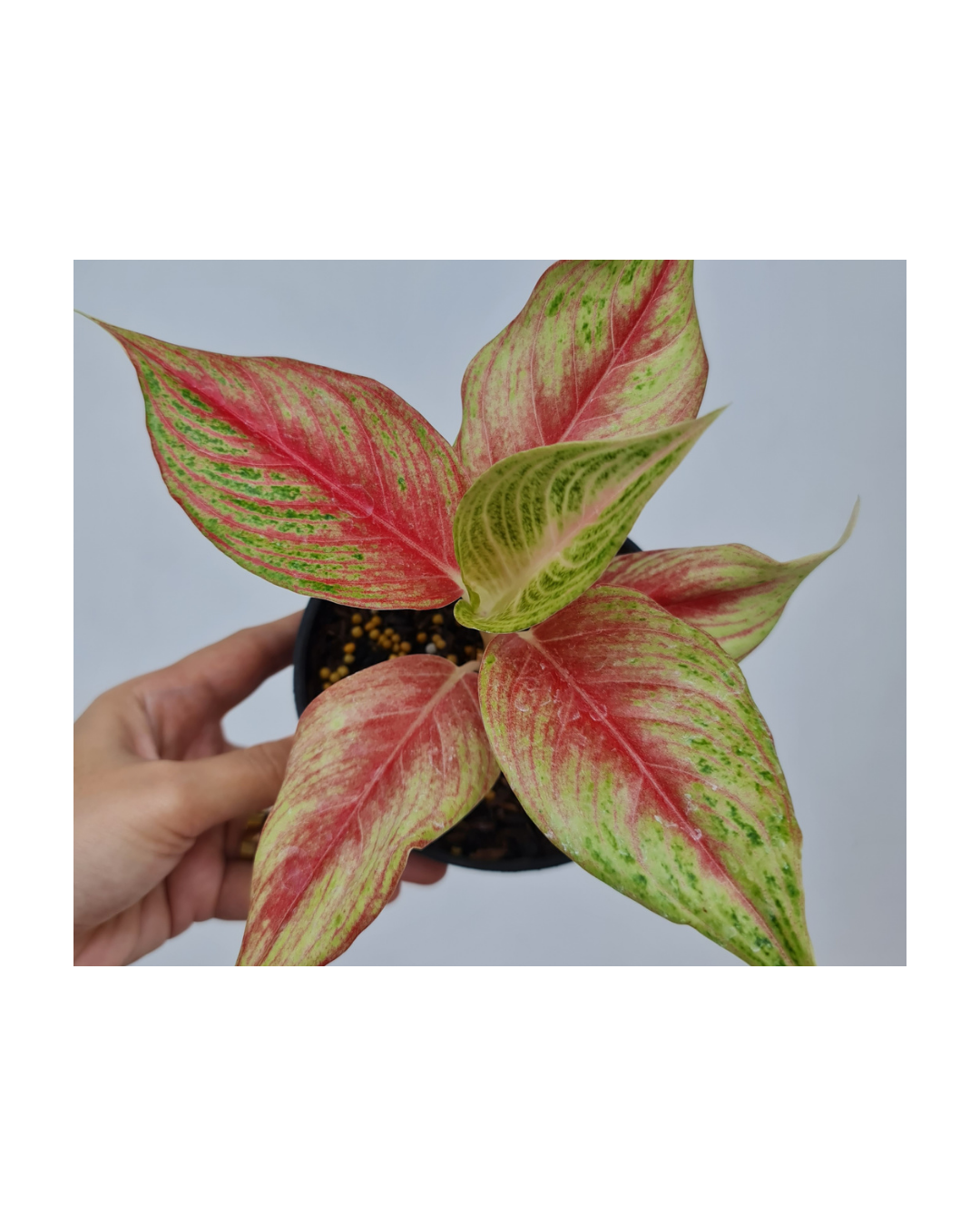 Aglaonema Irene Tropical Plants ORAMICIN