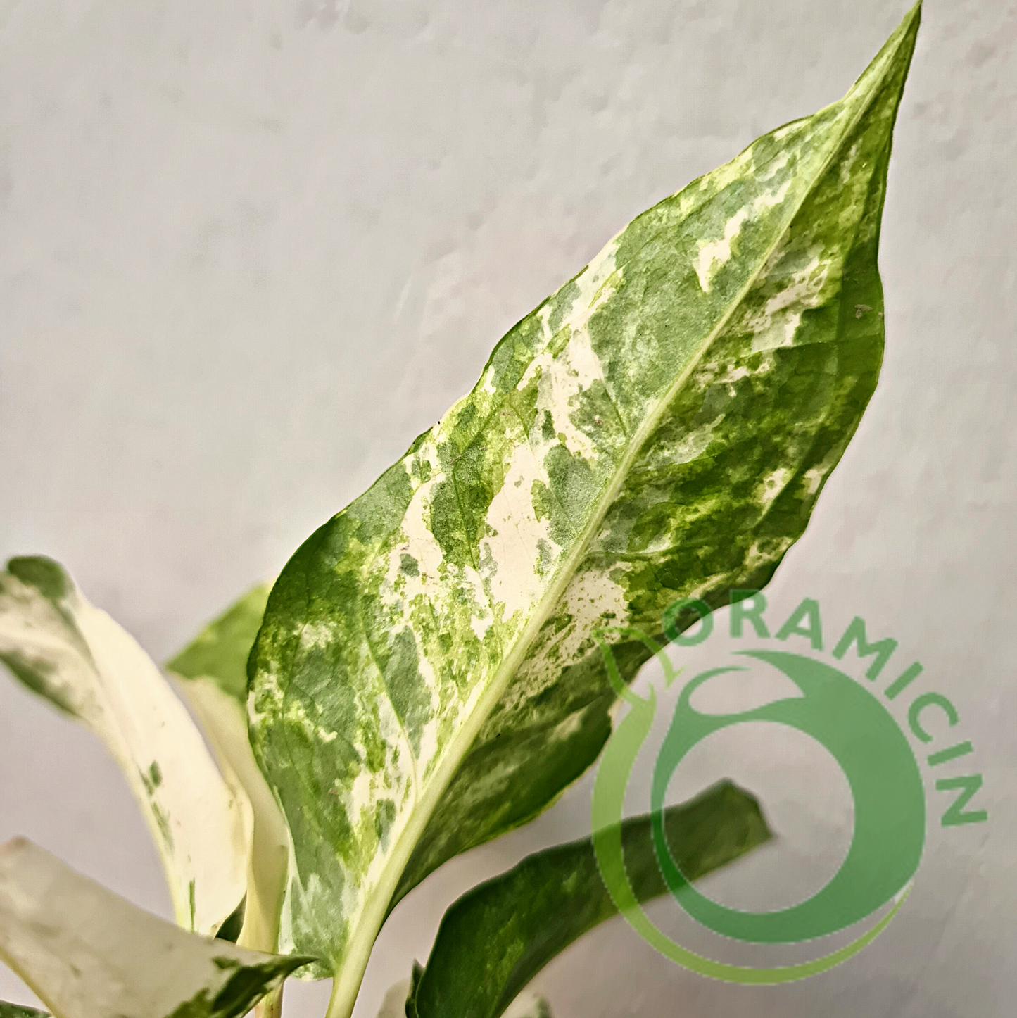 Anthurium Hookeri White Mottled Variegated / Sweeta Small ORAMICIN
