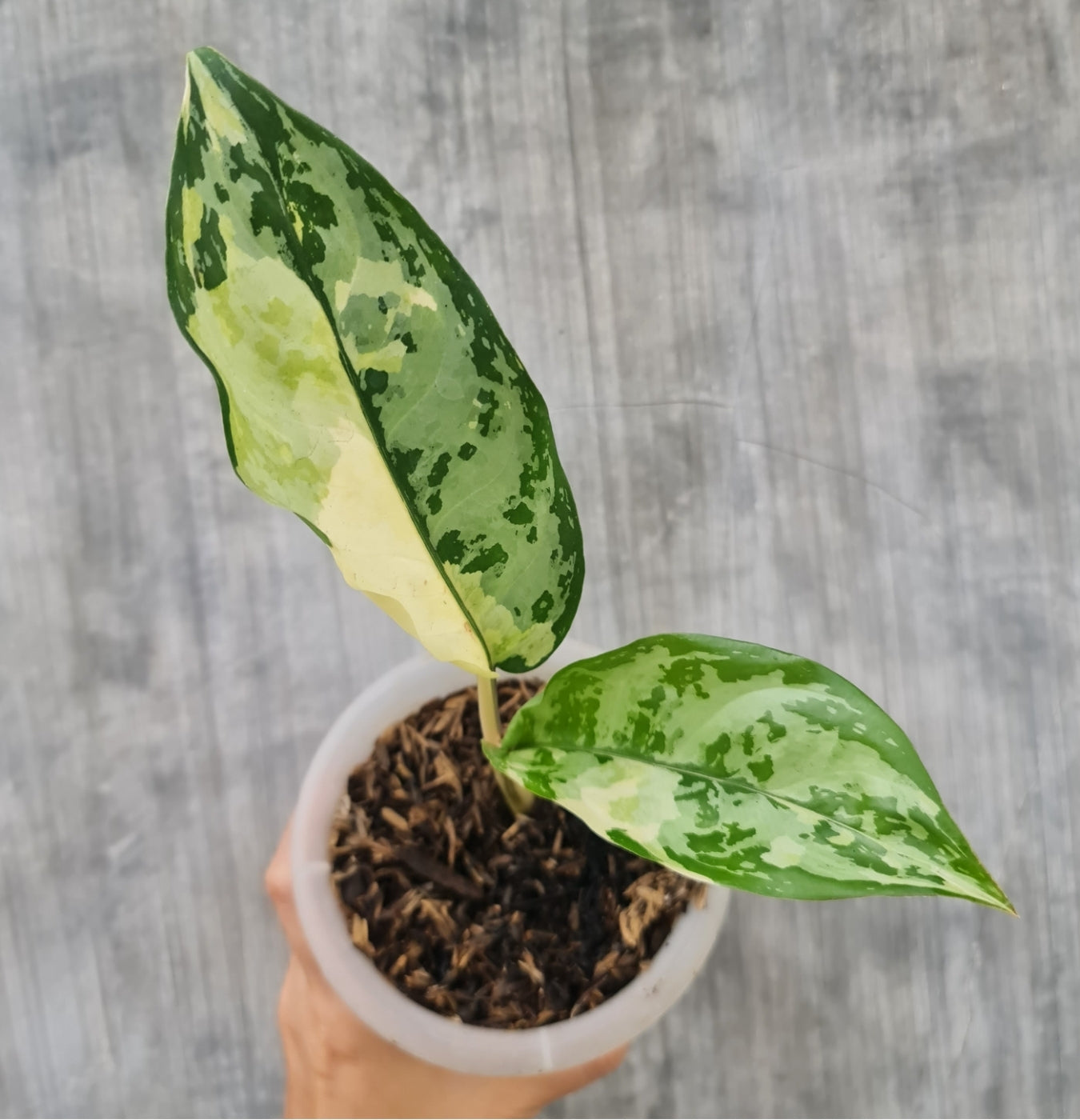 NEW Aglaonema Commutatum