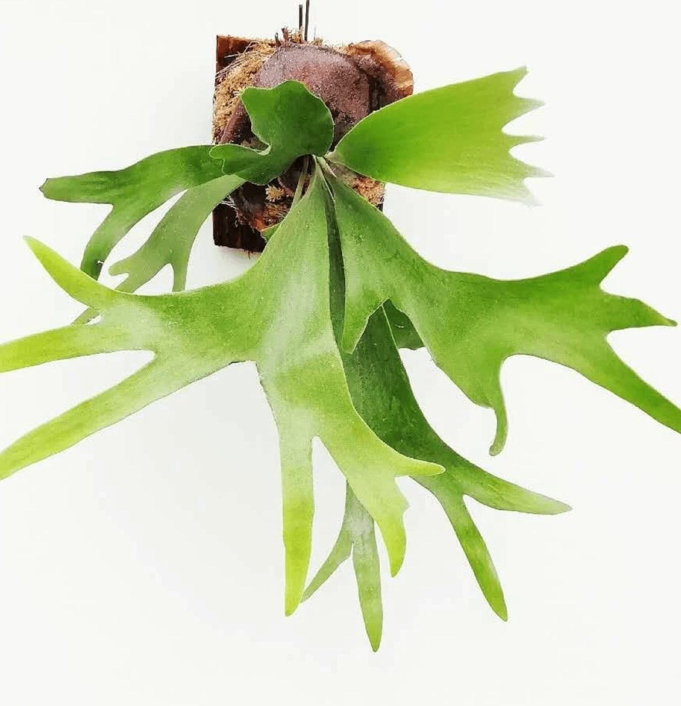 NEW Platycerium Bifurcatum