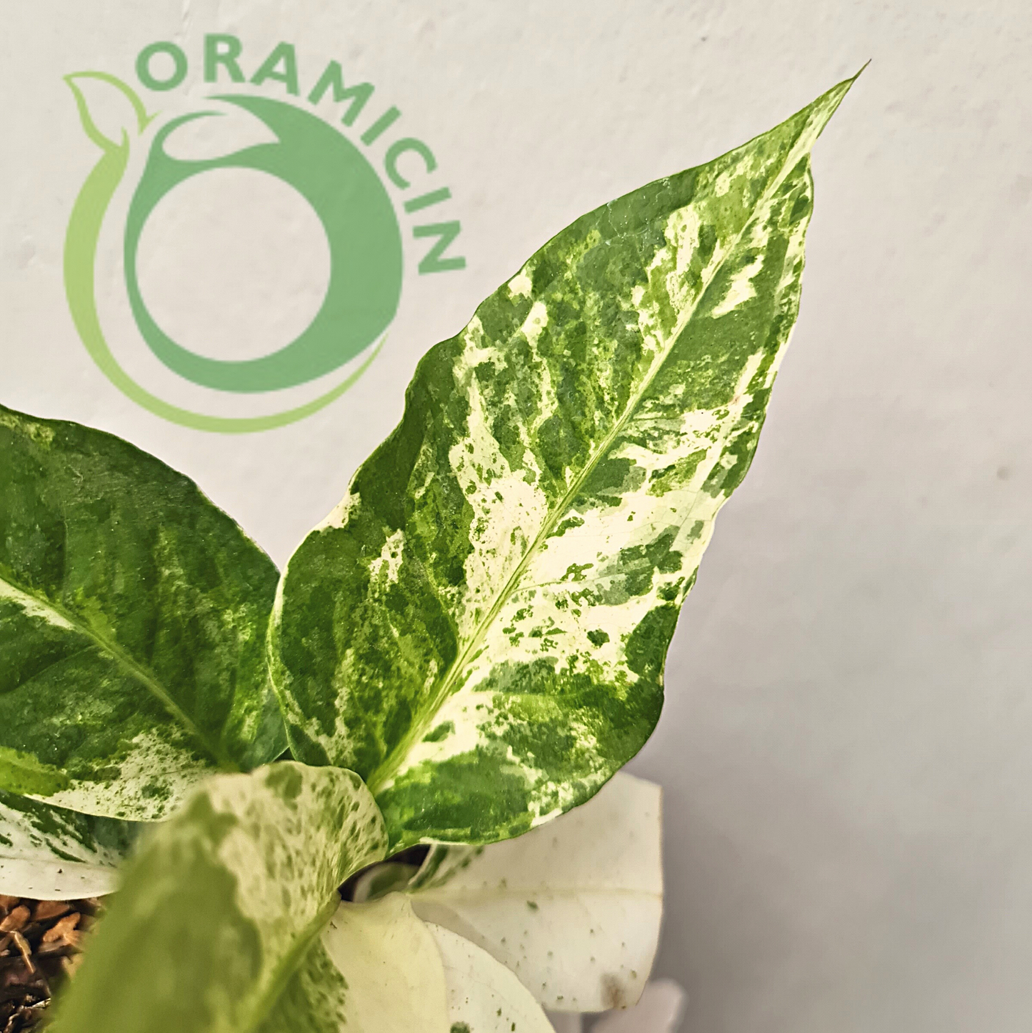 Anthurium Hookeri White Mottled Variegated / Sweeta Small ORAMICIN