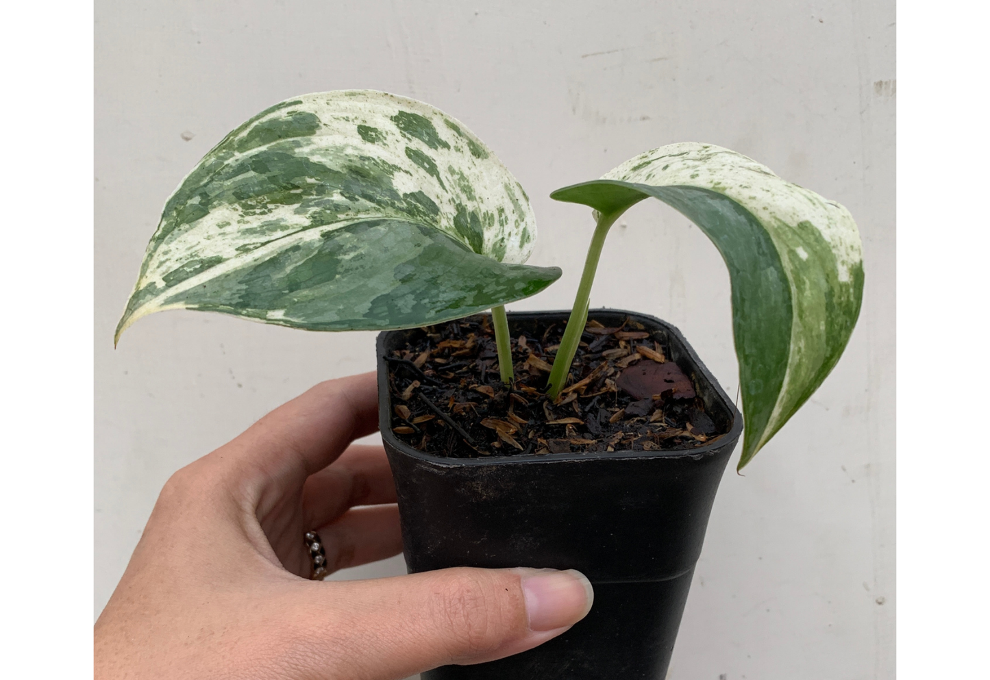 Scindapsus Mangurai Variegated Tropical Plants ORAMICIN