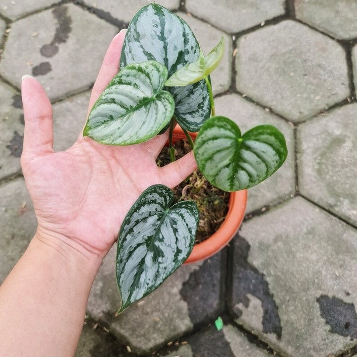 philodendron brandtianum buy Philodendron Brandtianum – oramicin