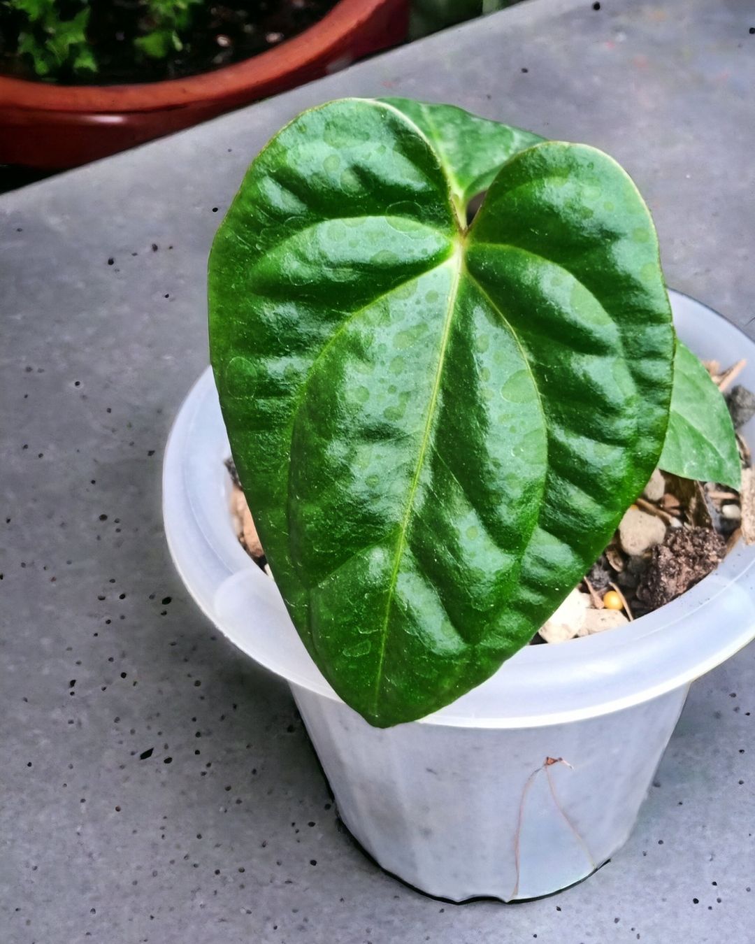 Anthurium Purnama Dark Phoenix X Papillilaminum xone