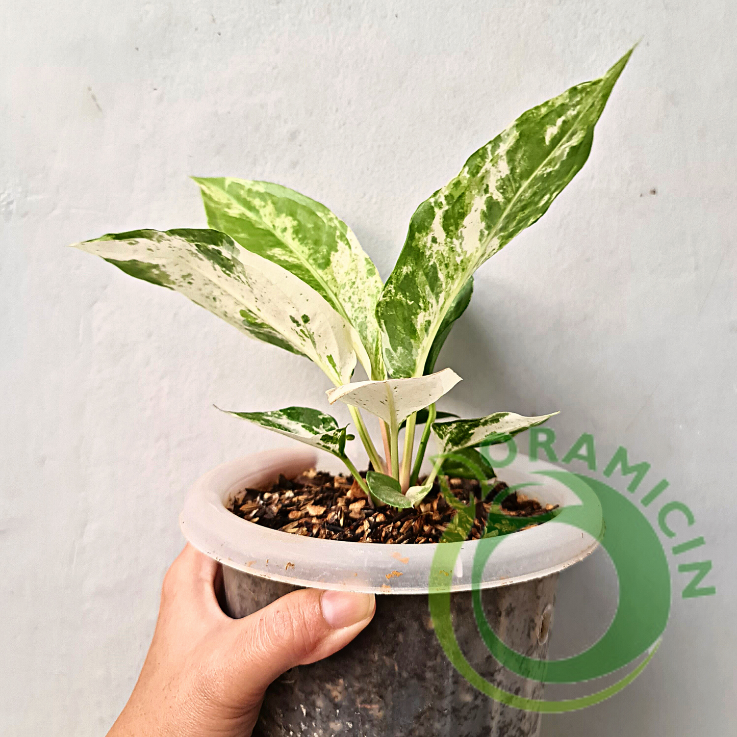 Anthurium Hookeri White Mottled Variegated / Sweeta Small ORAMICIN
