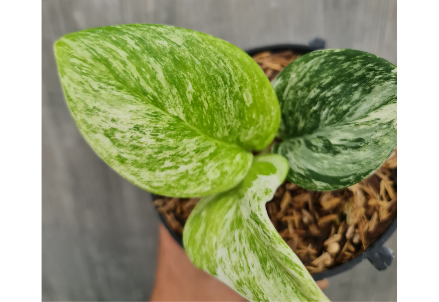 Scindapsus Treubii Moonlight Marble Queen Tropical Plants ORAMICIN