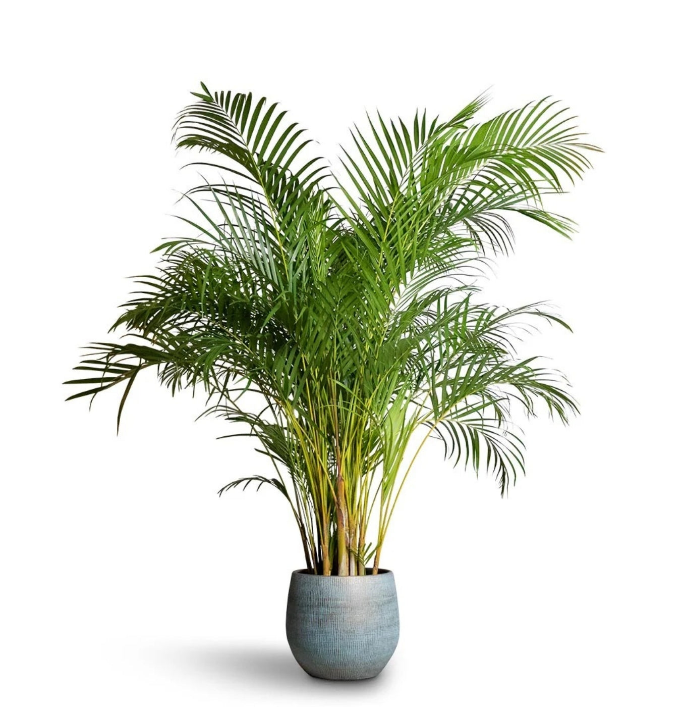 NEW Areca Palm