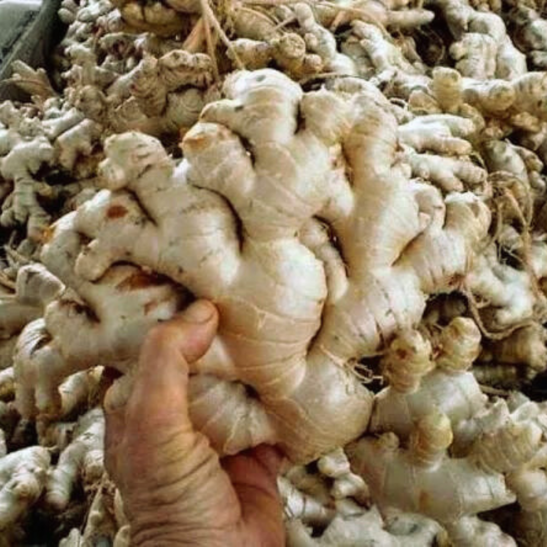 Elephant Ginger - Zingiber officinal Rosc