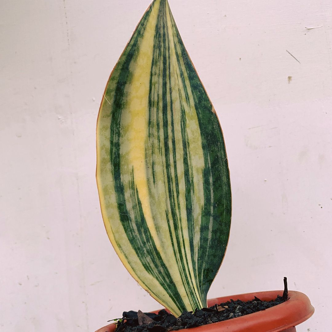 Sansevieria Masoniana Yellow Variegated Tropical Plants ORAMICIN