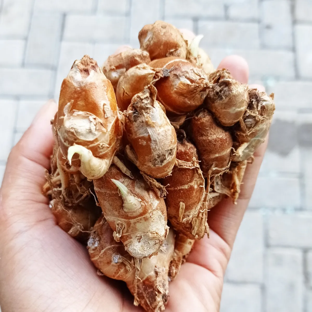 Aromatic Ginger Bulbs - Kaempferia galanga