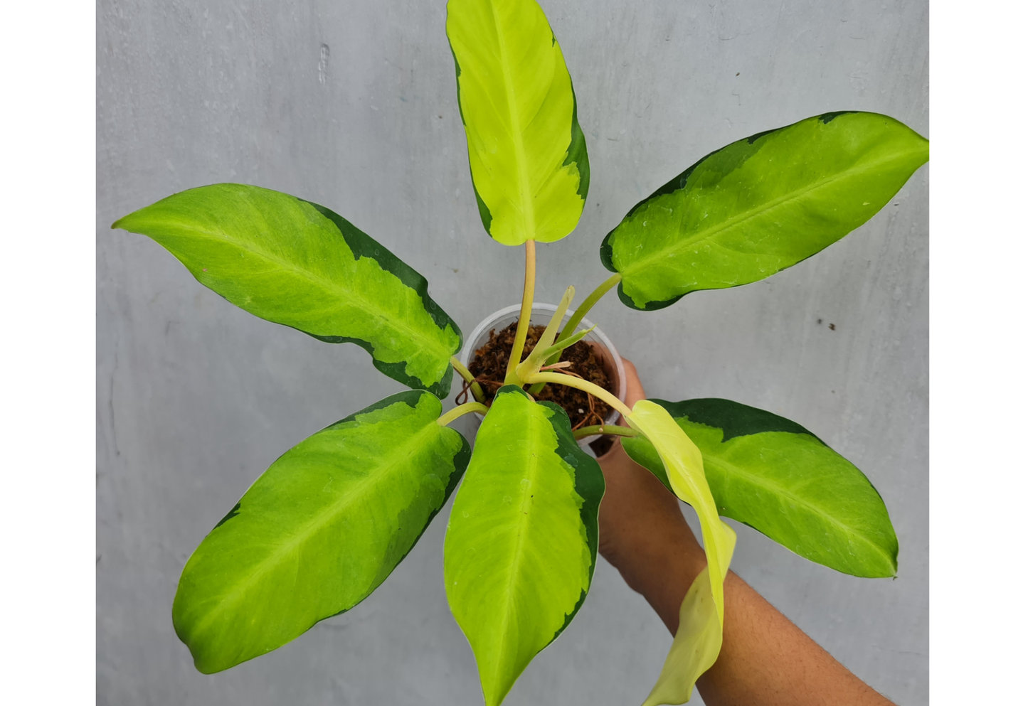 Philodendron Thai Sunrise Galaxy Tropical Plants ORAMICIN