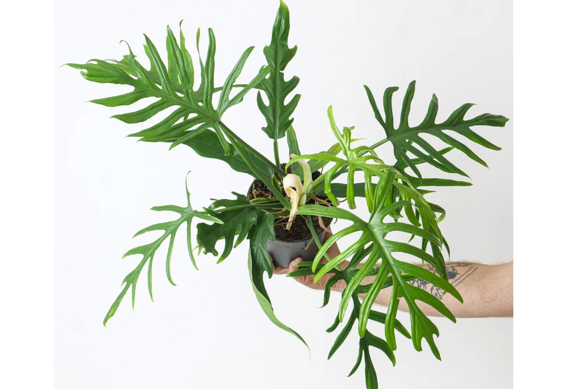 is philodendron a tropical plant Philodendron Elegans Tropical Plants ORAMICIN