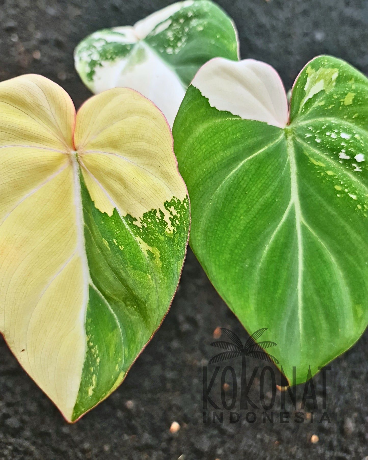 NEW Philodendron Gloriosum Variegated