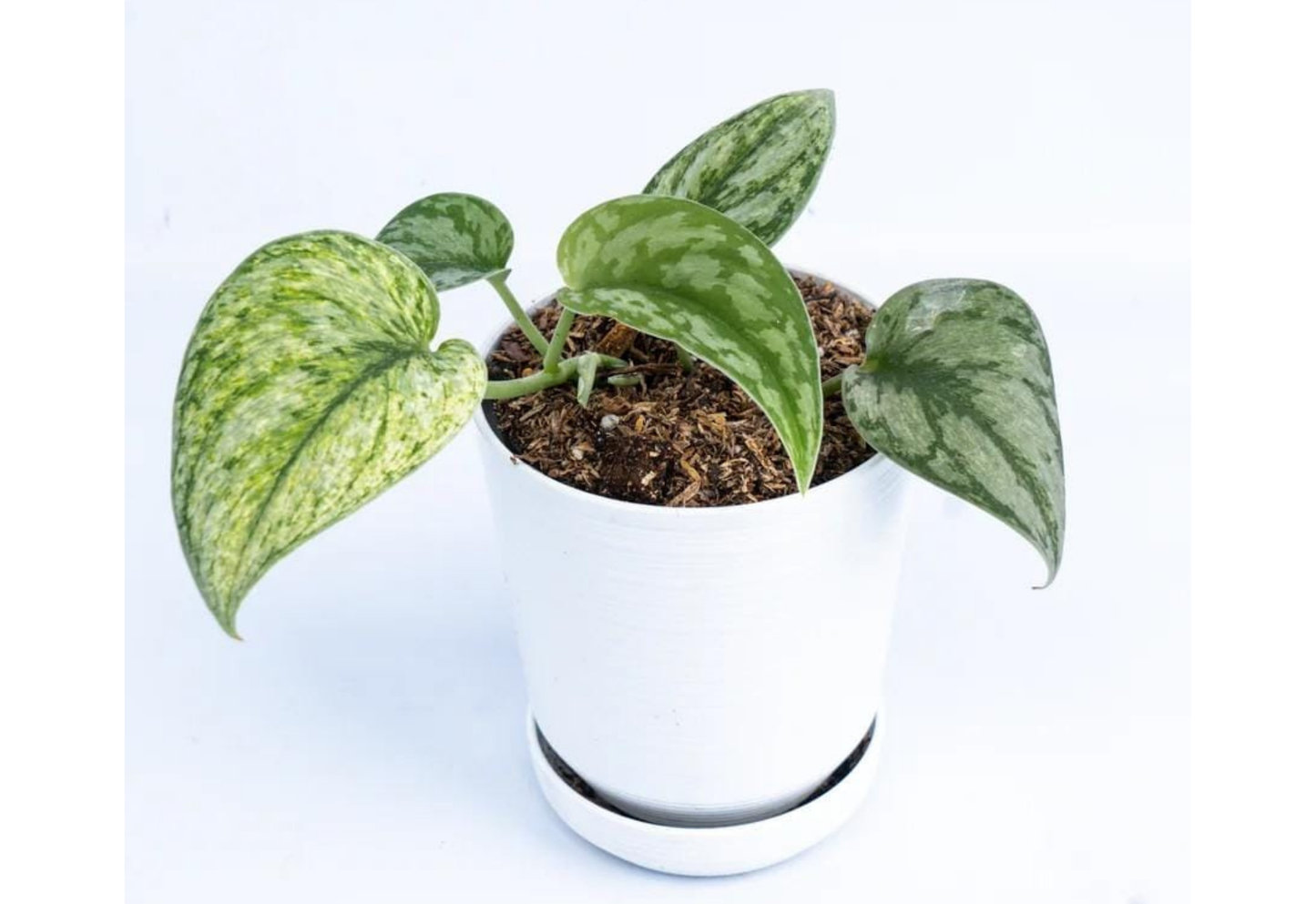 Scindapsus Hologram Tropical Plants ORAMICIN