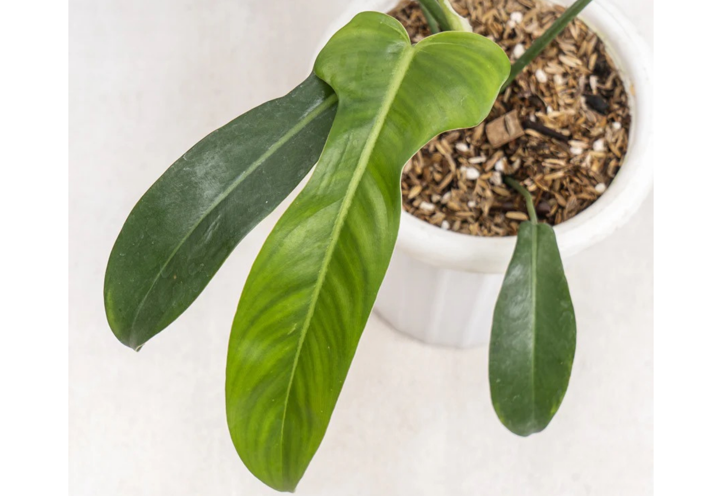 Philodendron Jerry Horn Tropical Plants ORAMICIN