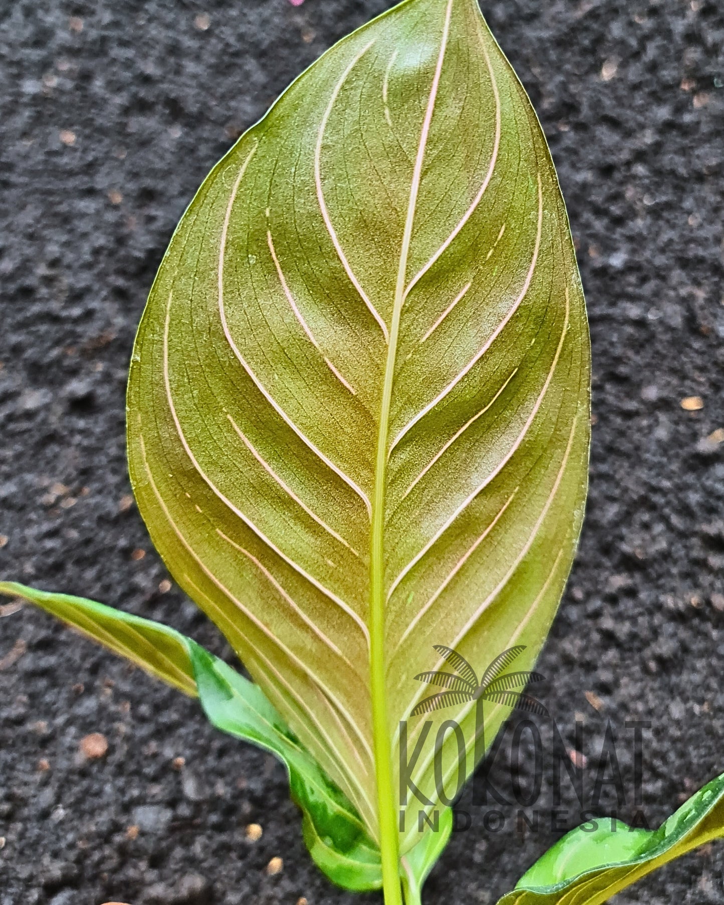 Aglaonema Army