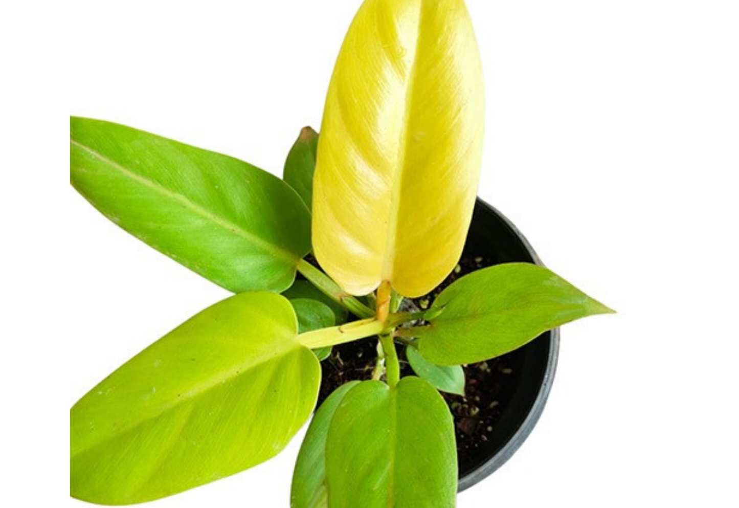 Philodendron Melonii Golden Tropical Plants ORAMICIN