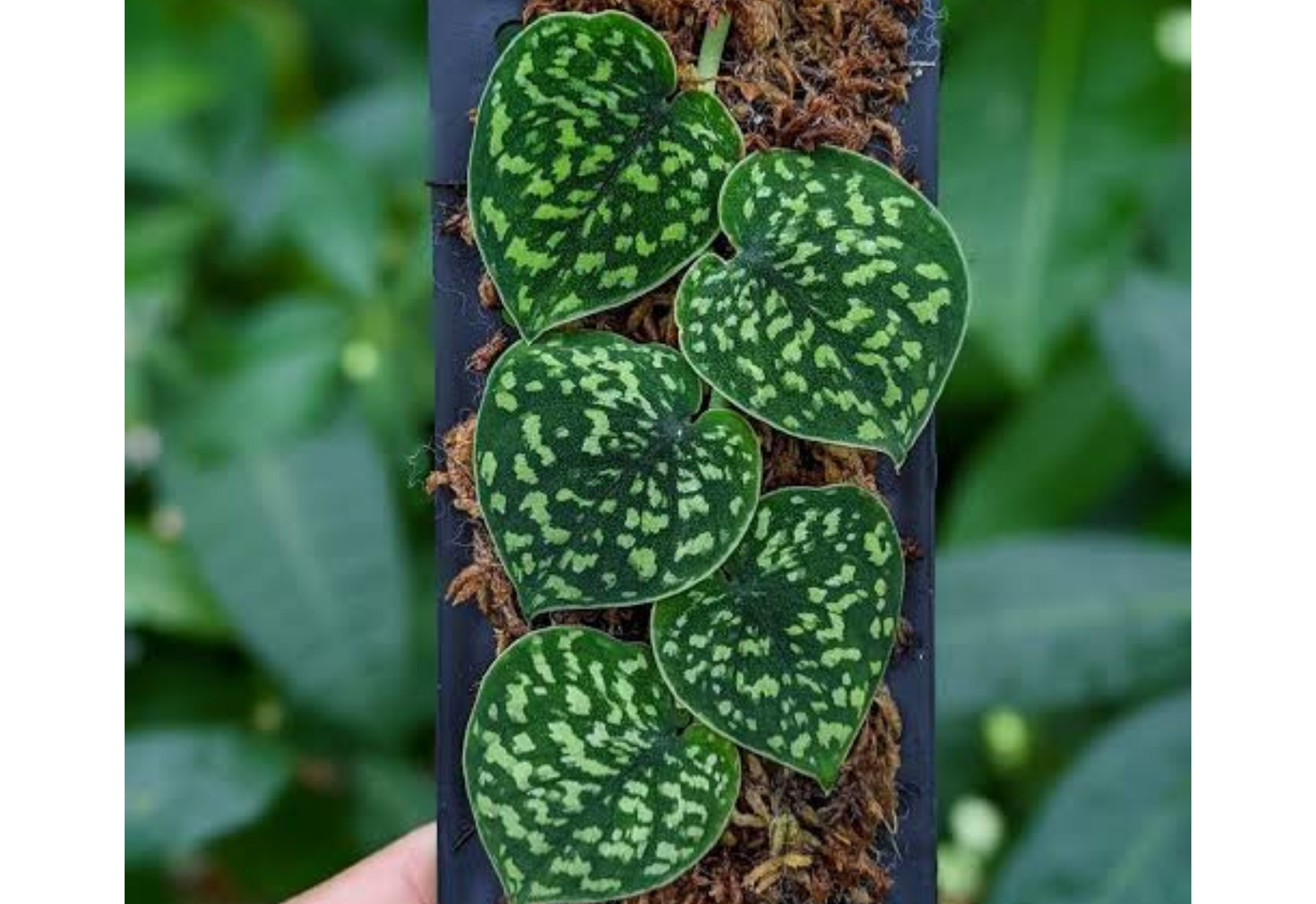 Scindapsus Snake Scale Tropical Plants ORAMICIN