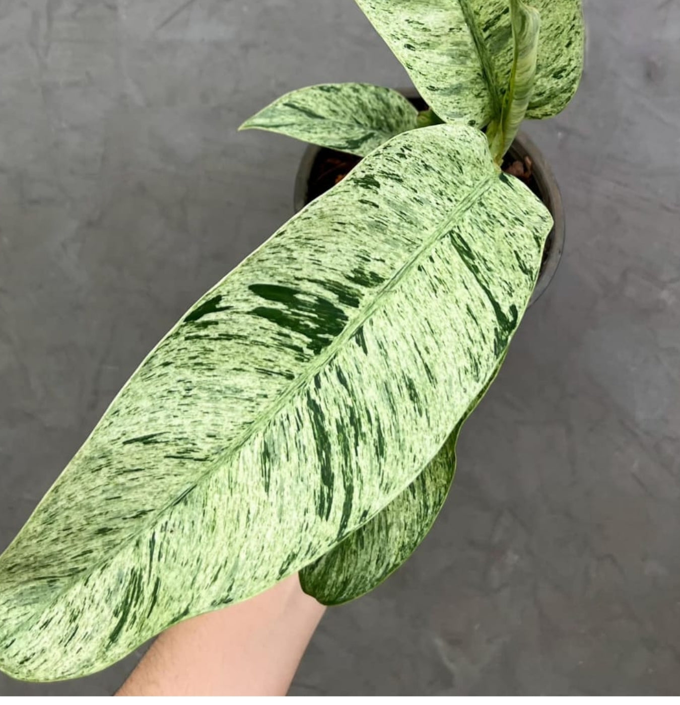 NEW Epipremnum Giganteum Variegated