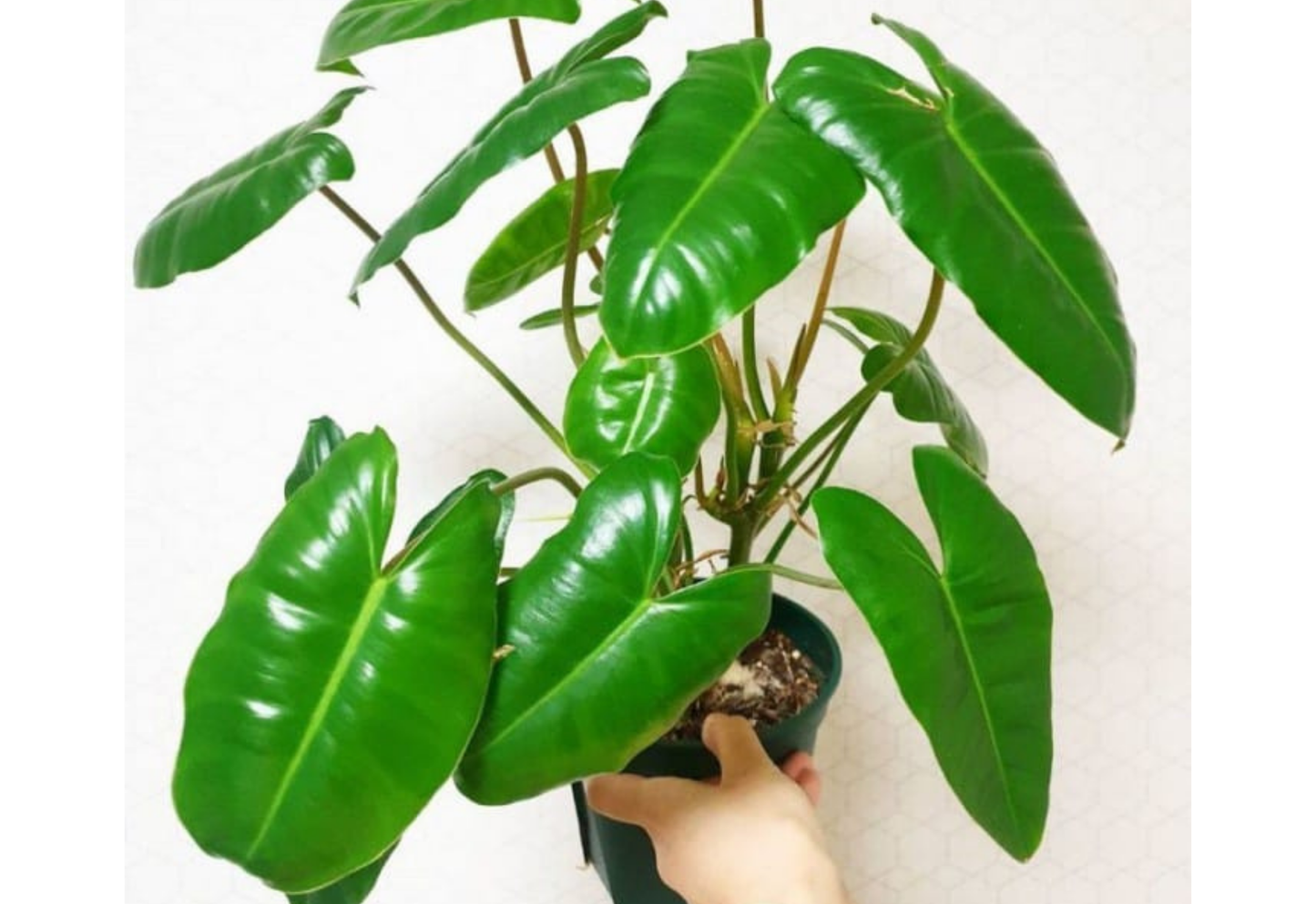 Philodendron burlemarx Green Tropical Plants ORAMICIN
