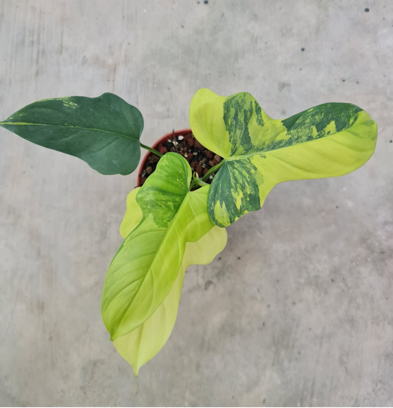 NEW Philodendron Bippenifolium Variegated