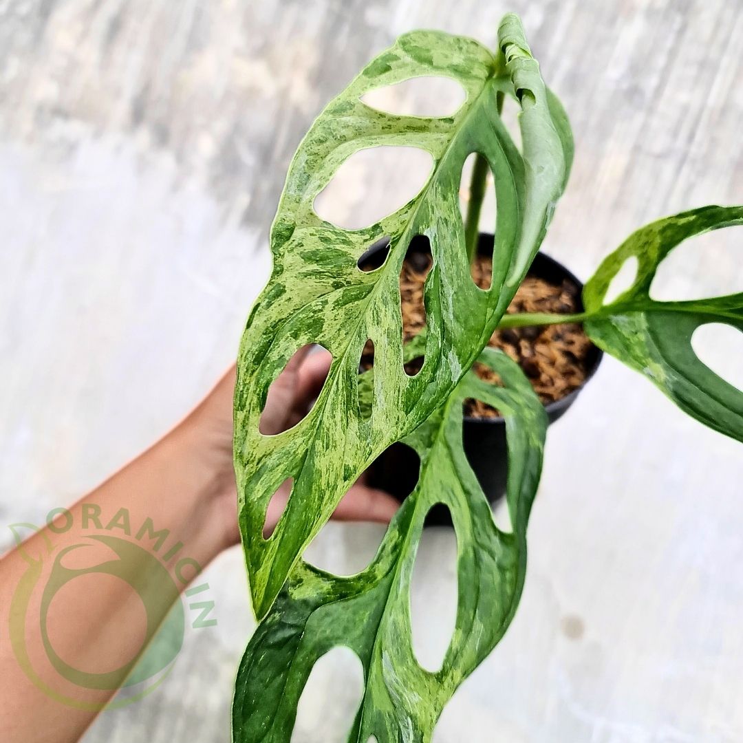 monstera adansonii indonesian mint Monstera Adansonii Mint Variegated – oramicin