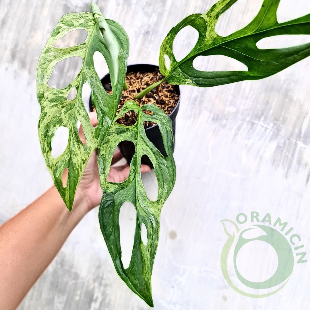Monstera Adansonii Mint Variegated ORAMICIN