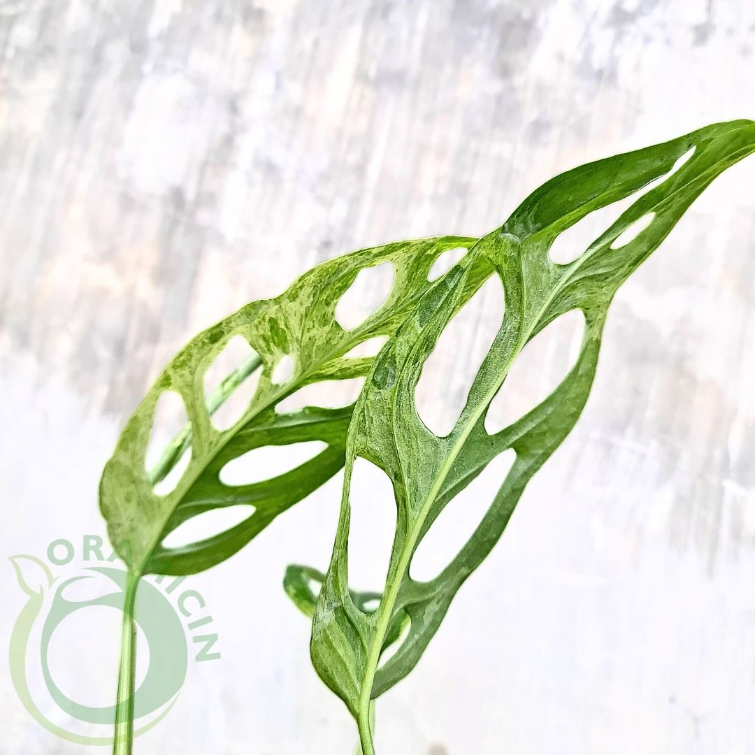 Monstera Adansonii Mint Variegated ORAMICIN