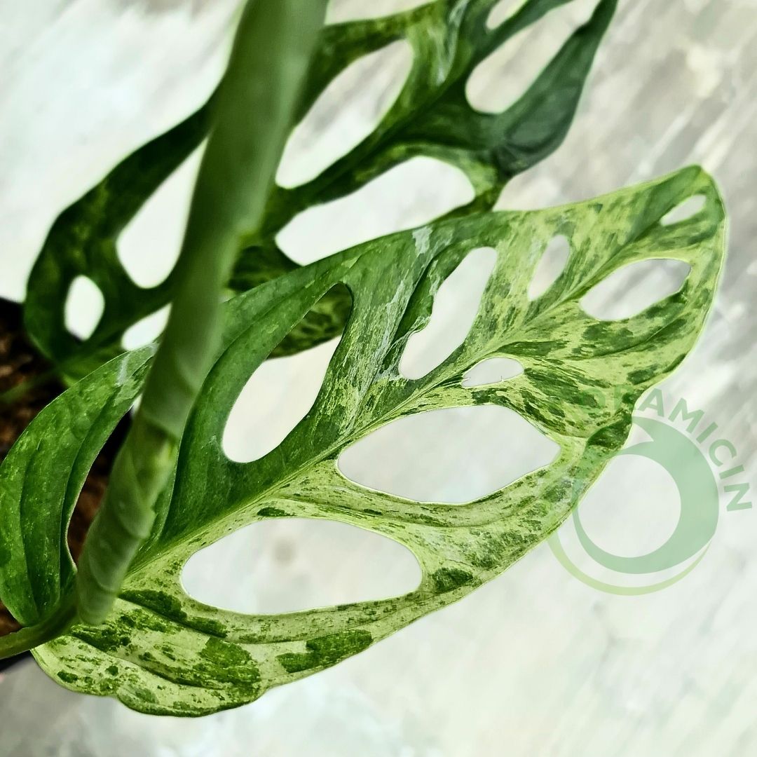 Monstera Adansonii Mint Variegated ORAMICIN