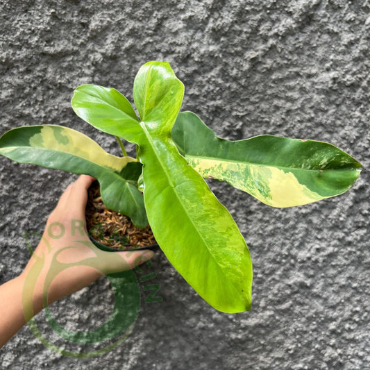Philodendron Paradise (Philodendron Paraiso Verde x Philodendron Florida Beauty) Tropical Plants ORAMICIN
