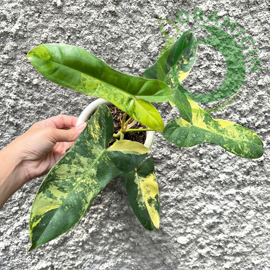 Philodendron Jennifer (Philodendron Billietiae x Philodendron Florida Beauty) Tropical Plants ORAMICIN