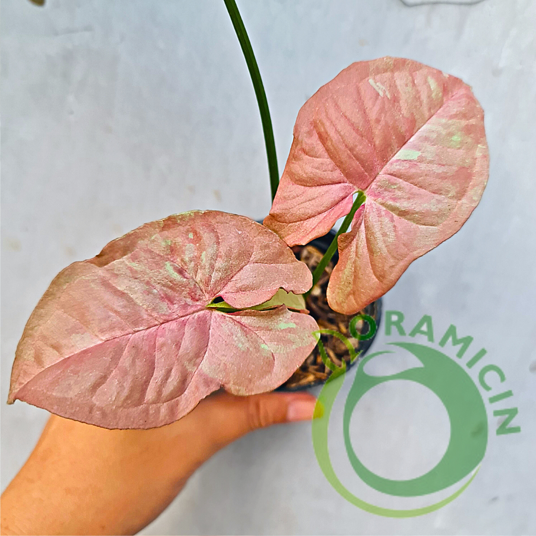 Syngonium Pink Candy Variegated Tropical Plants ORAMICIN