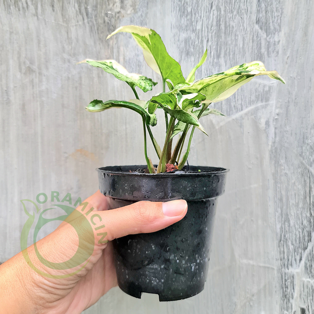Syngonium T25 MUTATION Tropical Plants ORAMICIN