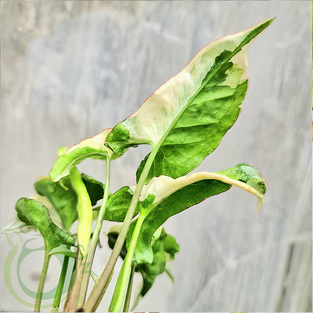 Syngonium T25 MUTATION Tropical Plants ORAMICIN
