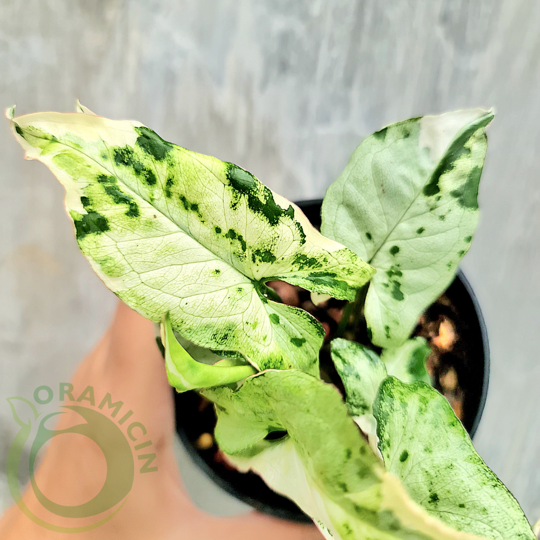 Syngonium T25 MUTATION Tropical Plants ORAMICIN