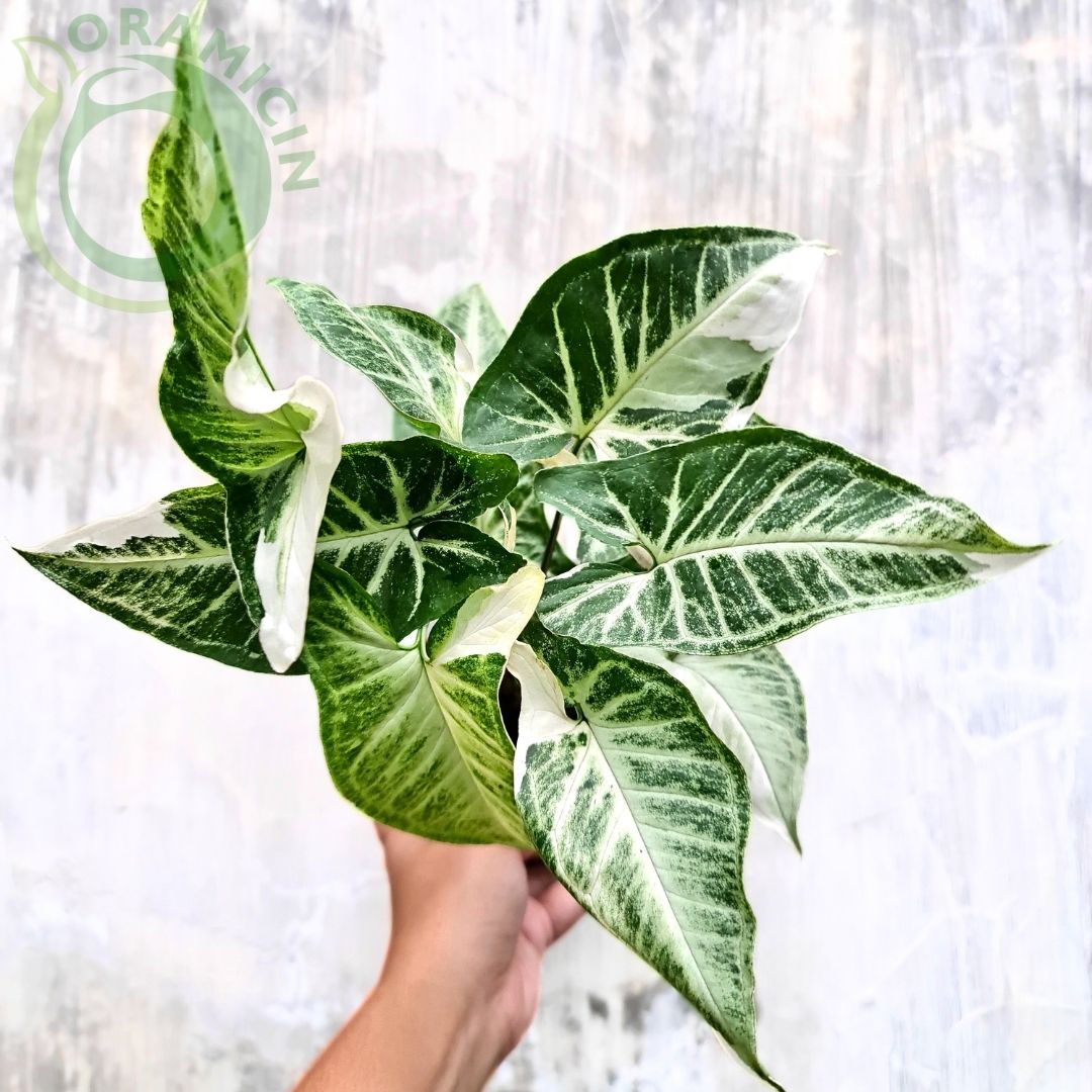 Syngonium T25 Tropical Plants ORAMICIN