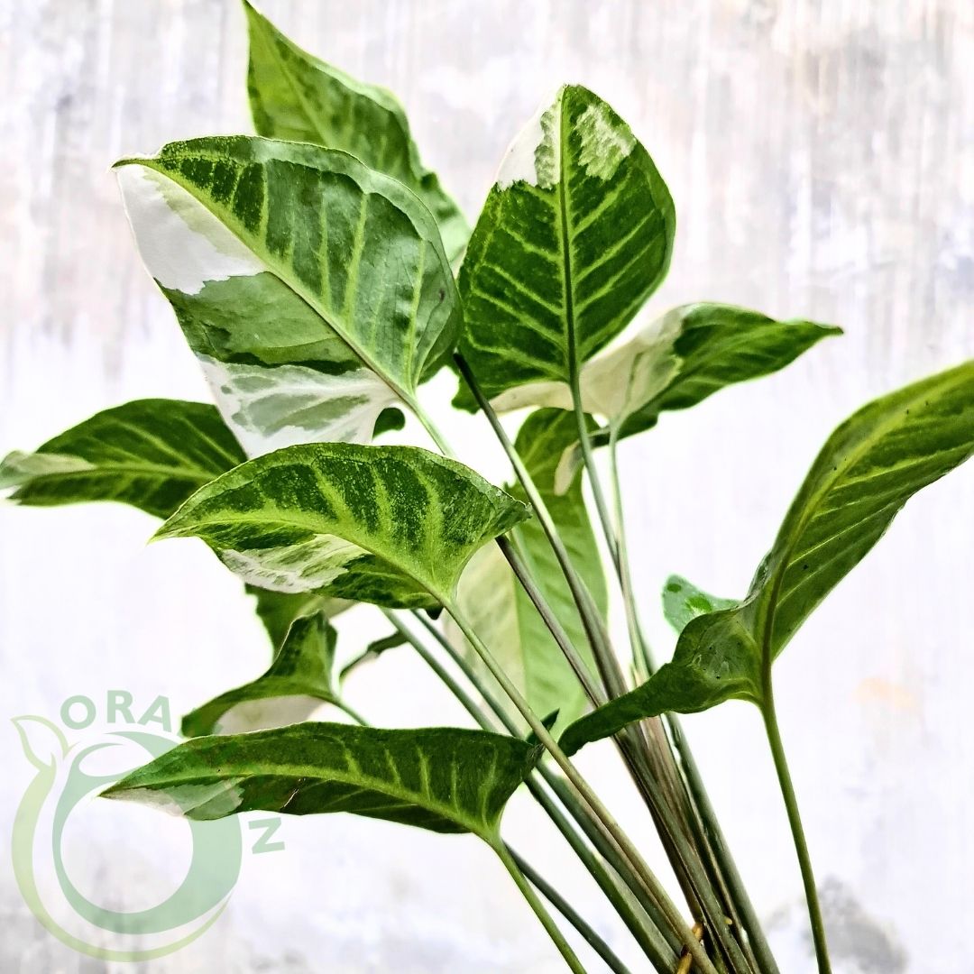 Syngonium T25 Tropical Plants ORAMICIN
