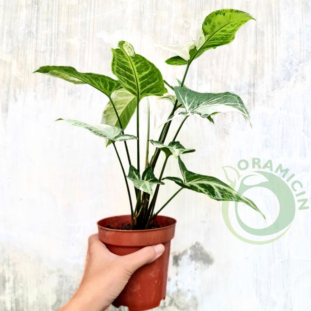 Syngonium T25 Tropical Plants ORAMICIN