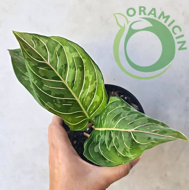aglaonema chermsiriwattanae d.sookchaloem Aglaonema Army (Pictum Tricolor X Rotundum Aceh) – oramicin