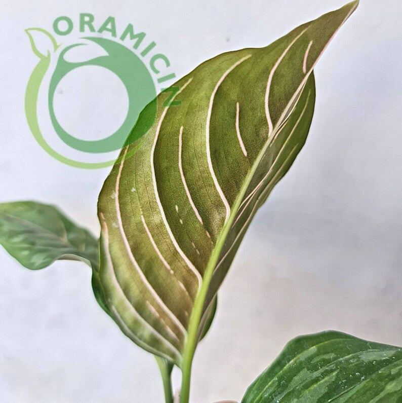 Aglaonema Army (Pictum Tricolor X Rotundum Aceh) ORAMICIN