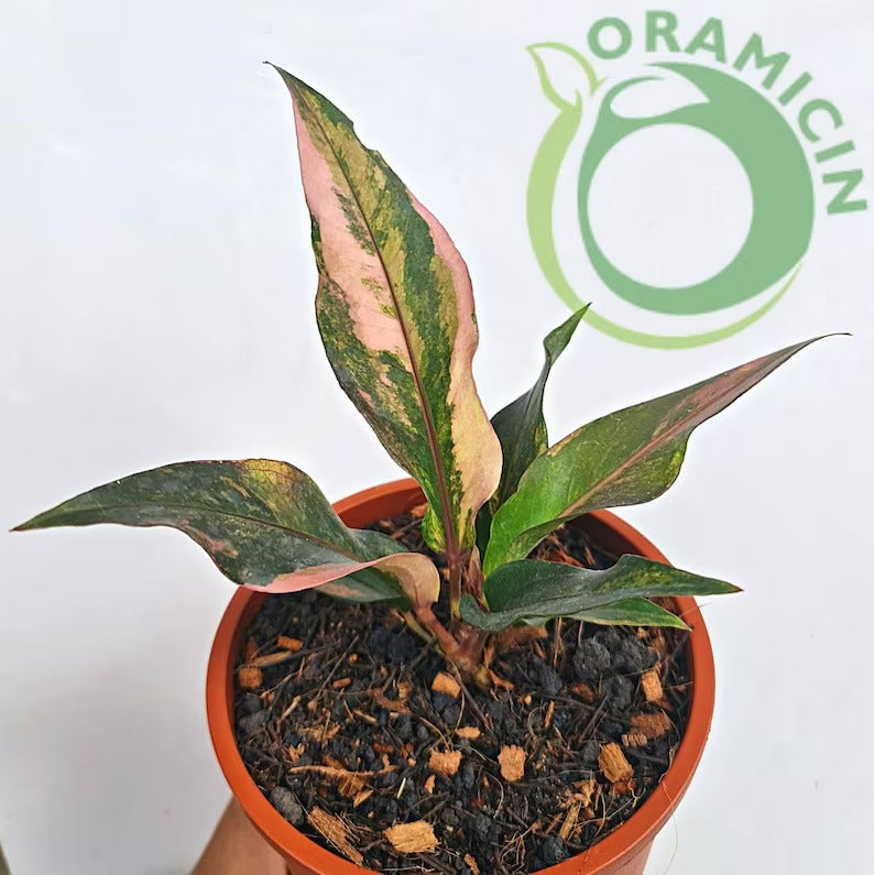 anthurium hookeri variegated Anthurium Hookeri Pink Variegated (Small Size)