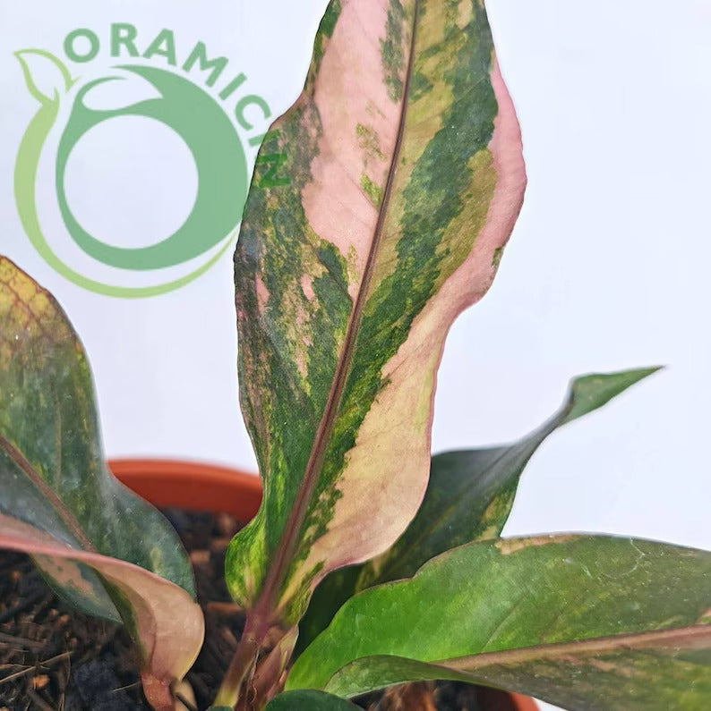 Anthurium Hookeri Pink Variegated Small ORAMICIN