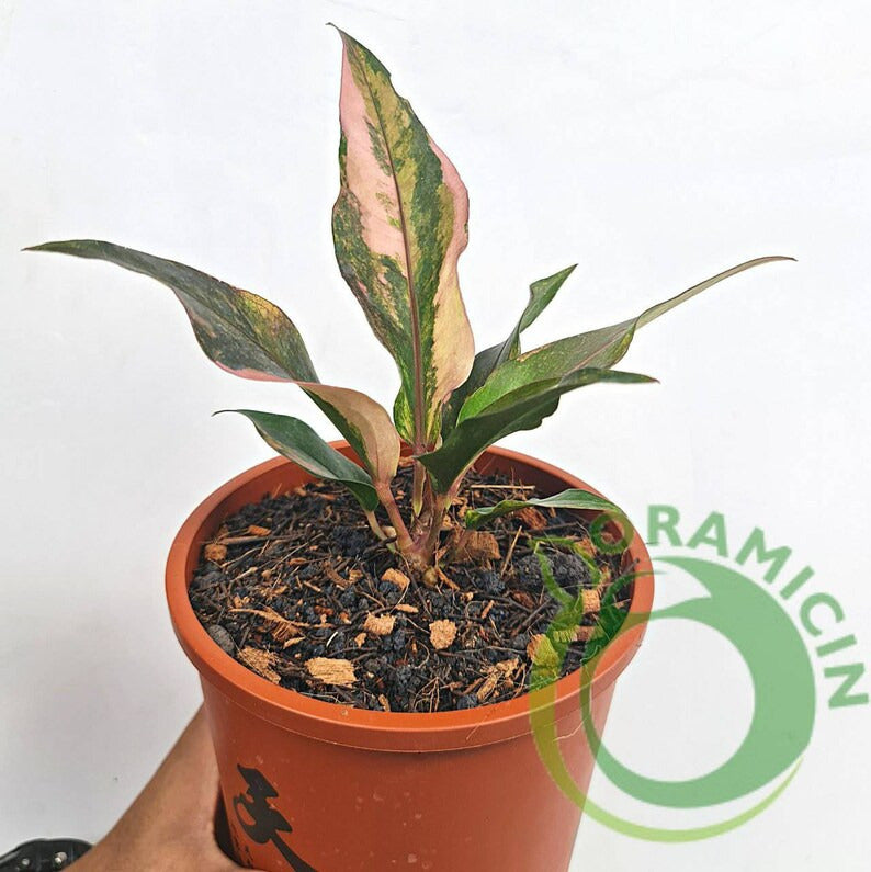 Anthurium Hookeri Pink Variegated Small ORAMICIN